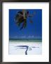 Horizontal Palm Tree And Its Shadow On White-Sand Bweju Beach, Zanzibar, Tanzania by Greg Elms Limited Edition Print