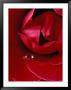 Red Rose, American Beauty, With Tear Drop, Rochester, Michigan, Usa by Claudia Adams Limited Edition Print