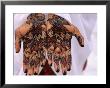 Person Displaying Henna Hand Tattoos, Djibouti, Djibouti by Frances Linzee Gordon Limited Edition Print