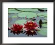 Red Flowers Bloom On Water Lilies In Laurel Lake, South Of Bandon, Oregon, Usa by Tom Haseltine Limited Edition Print