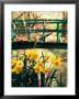 Daffodils With Bridge Over Pond In Background, Garden Of Claude Monet, Giverny, France by David Tomlinson Limited Edition Print