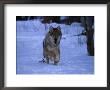 Gray Wolf Runs In Snow By Trees, Canis Lupus by Lynn M. Stone Limited Edition Print