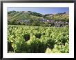 Vineyards At Bue, Near Sancerre, Loire Centre, France by Michael Busselle Limited Edition Print