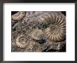 Fossils, Ammonites by Tony Waltham Limited Edition Print