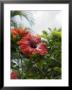 Red Hibiscus Flowers, Costa Rica, Central America by R H Productions Limited Edition Print