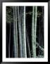 Bamboo Forest, Kyoto, Japan by Dave Bartruff Limited Edition Pricing Art Print