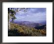 Area Near Loft Mountain, Shenandoah National Park, Virginia, Usa by James Green Limited Edition Print
