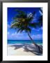A Palm Tree Bends To The Caribbean Sea On A Key In The San Blas Islands, San Blas, Panama by Alfredo Maiquez Limited Edition Print