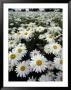 Shasta Daisy Crop, Near Silverton, Oregon, Usa by Darrell Gulin Limited Edition Print