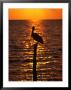 Bird On A Post At Sunset, Caye Caulker, Belize by Doug Mckinlay Limited Edition Print