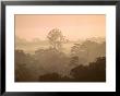 Mist Over Canopy, Amazon, Ecuador by Pete Oxford Limited Edition Print