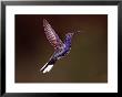 Violet Sabrewing Hummingbird In Flight, Costa Rica by Charles Sleicher Limited Edition Pricing Art Print