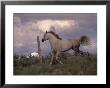 White Horse Trotting Along Barbed Wire Fence by Jim Oltersdorf Limited Edition Pricing Art Print