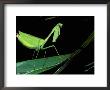 Preying Mantis, Amazon, Ecuador by Pete Oxford Limited Edition Print