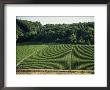 Chablis Vineyards, Fleys, Near Chablis, Yonne, Burgunday, France by Michael Busselle Limited Edition Print