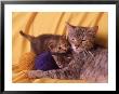 Portrait Of Cat And Her Kittens by Frank Siteman Limited Edition Pricing Art Print