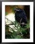 American Crow, British Columbia by Olaf Broders Limited Edition Print