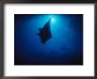 A Silhouetted Manta Ray Swims In Deep Blue Water by Raul Touzon Limited Edition Pricing Art Print