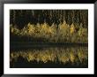 Autumnal Beauty Reflected In A Still Creek by Raymond Gehman Limited Edition Print