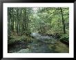 A Woodland View With A Rushing Brook by Heather Perry Limited Edition Print