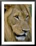Male Lion (Panthero Leo), Kruger National Park, South Africa, Africa by Steve & Ann Toon Limited Edition Print