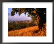 Firestone Vineyard In Background, Santa Ynez Valley, California by Oliver Strewe Limited Edition Print