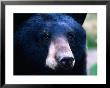 Black Bear (Ursus Americanus), U.S.A. by Mark Newman Limited Edition Pricing Art Print