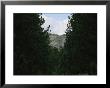 View Of Mount Rushmore National Memorial Framed By Evergreen Trees by Annie Griffiths Belt Limited Edition Print
