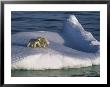 Mother Polar Bear And Her Cub Ride The Open Seas Aboard An Iceberg by Paul Nicklen Limited Edition Print