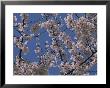 View Of Cherry Blossoms In Full Bloom by Stacy Gold Limited Edition Pricing Art Print