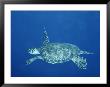 A Lone Sea Turtle Swims Through The Water by Wolcott Henry Limited Edition Print