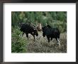 Bull Moose Spar With One Another by Raymond Gehman Limited Edition Print