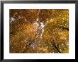 Beech Tree Forest In Autumn, Senne, Nordrhein Westfalen, Germany by Thorsten Milse Limited Edition Print