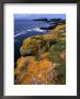 Lichen-Covered Sandstone Clifftops, Shetland Islands, Scotland by Grant Dixon Limited Edition Print
