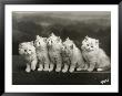 Row Of Five Adorable White Fluffy Chinchilla Kittens by Thomas Fall Limited Edition Pricing Art Print