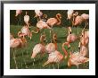 A Flock Of Flamingos At The Waters Edge by Bill Curtsinger Limited Edition Pricing Art Print
