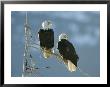 A Pair Of Bald Eagles Perch On A Tree Branch by Klaus Nigge Limited Edition Print