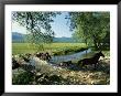 Wild Horses Cross A Stream On A High Plain Surrounded By Mountains by O. Louis Mazzatenta Limited Edition Pricing Art Print