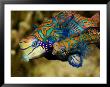 Pair Of Mandarinfish Swim Close Together Prior To Spawning, Malapascua Island, Philippines by Tim Laman Limited Edition Print