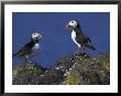 Puffin On Rock, Fratercula Arctica, Isle Of May, Scotland, United Kingdom by Steve & Ann Toon Limited Edition Print