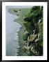 Thick-Billed Murres Roost On A Nesting Cliff On St. Paul Island by Joel Sartore Limited Edition Print