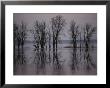 Bare Trees Reflected In The Water by Sam Abell Limited Edition Print
