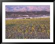 Harmony Borax Works And Carpet Of Desert Gold Wildflowers, Death Valley National Park, California by Jamie & Judy Wild Limited Edition Print