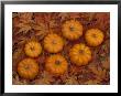 Pumpkins With Maple Leaves In Autumn, Washington, Usa by Jamie & Judy Wild Limited Edition Print