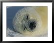 Resting Gray Seal Pup by Norbert Rosing Limited Edition Pricing Art Print