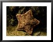 A Starfish by George Grall Limited Edition Print