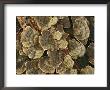 Close View Of Turkey-Tail Fungi In Estabrook Woods by Darlyne A. Murawski Limited Edition Print