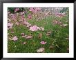 Wildflowers Above The Village Of Namche by Michael Klesius Limited Edition Pricing Art Print