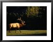 A Bull Elk Crosses A Fairway At The Banff Springs Hotel by Raymond Gehman Limited Edition Print