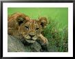A Lion Cub Crouches On A Rock by Beverly Joubert Limited Edition Print
